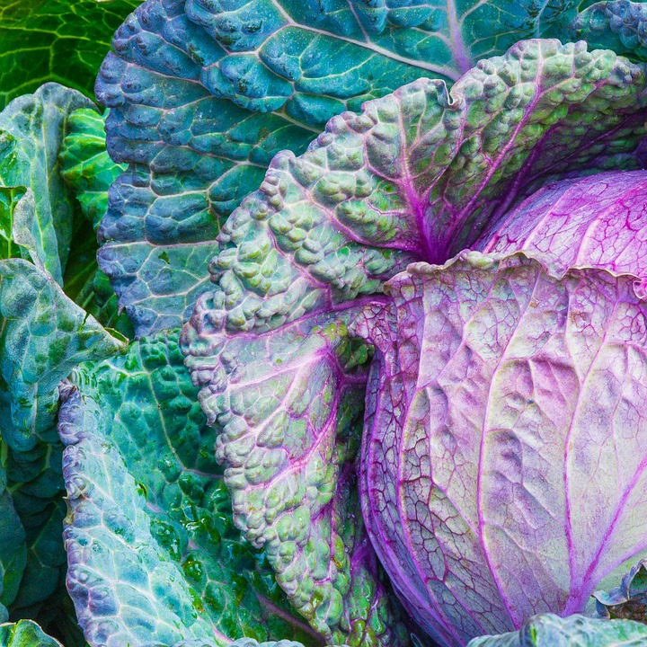Violetter Kohl
