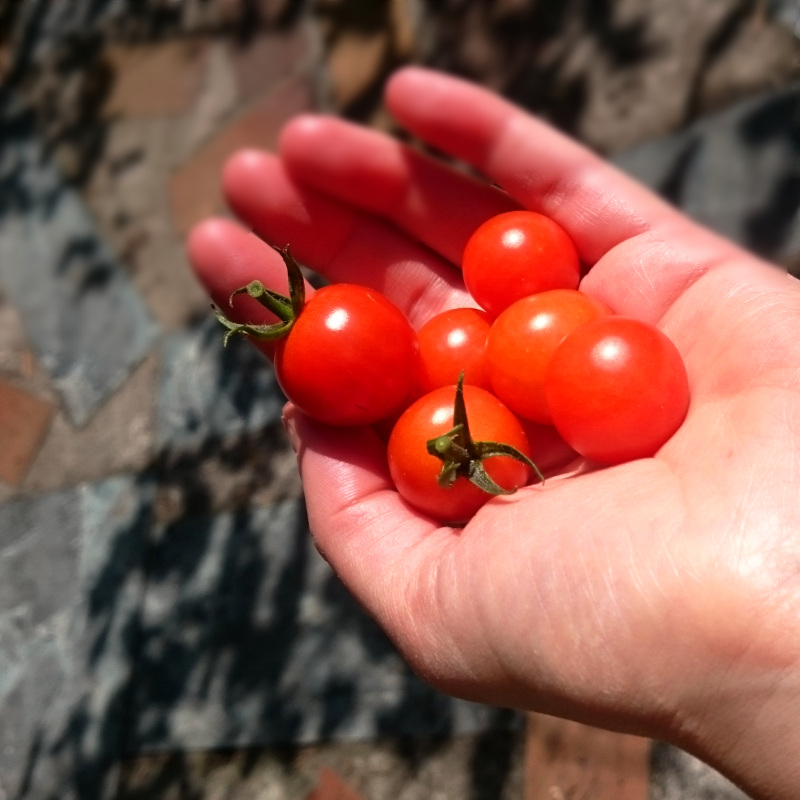 Eine handvoll roter Tomaten